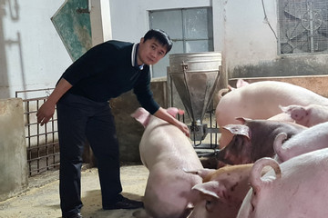 Cho lợn ăn 10 loại dược liệu quý, nông dân Bắc Giang thu về cả triệu USD