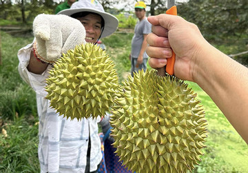 Thương lái ráo riết gom hàng đưa sang Trung Quốc, giá sầu riêng cao kỷ lục