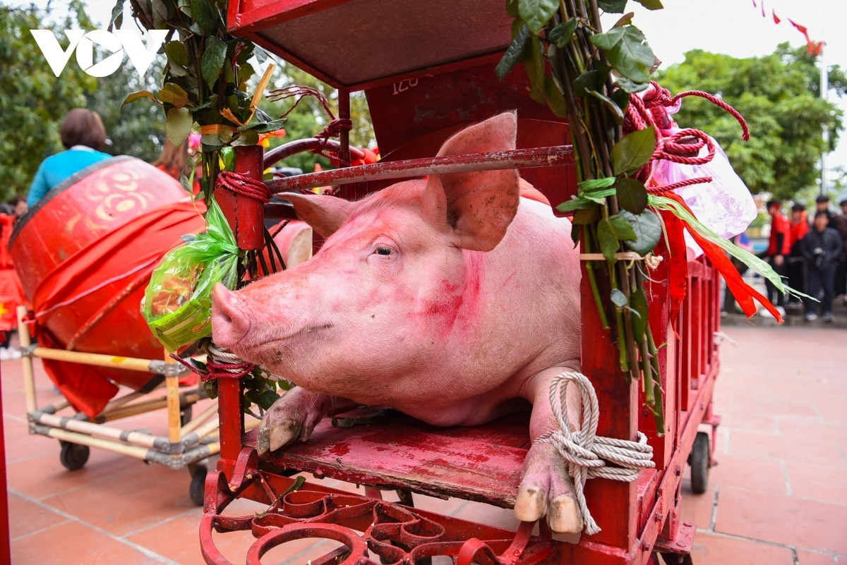 discovering pig slaughtering festival in vietnam picture 4