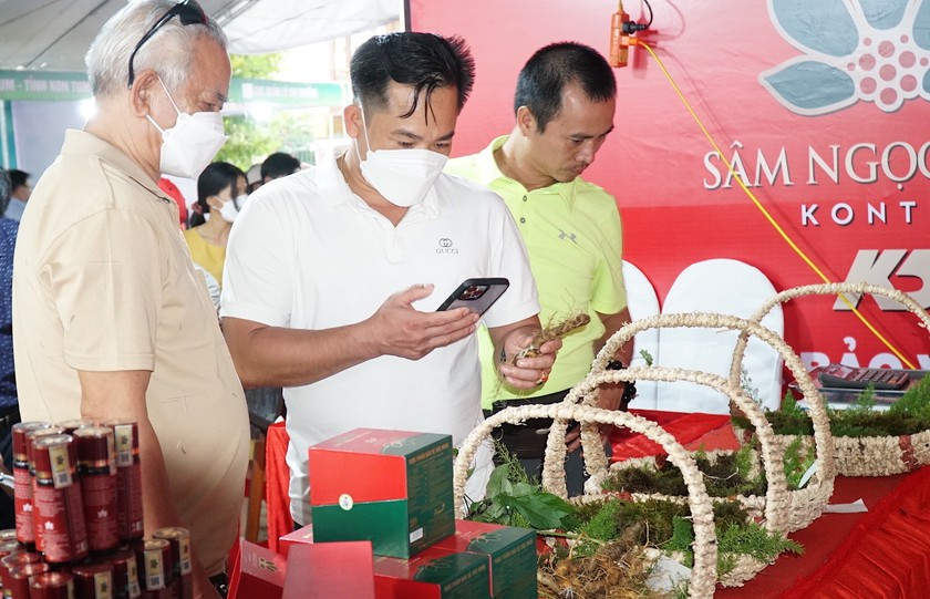 Ngoc Linh ginseng helps Central Highlands locals out of poverty ảnh 1