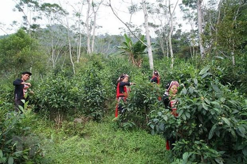 Phin Ho ‘shan tuyet’ tea –specialty of Ha Giang