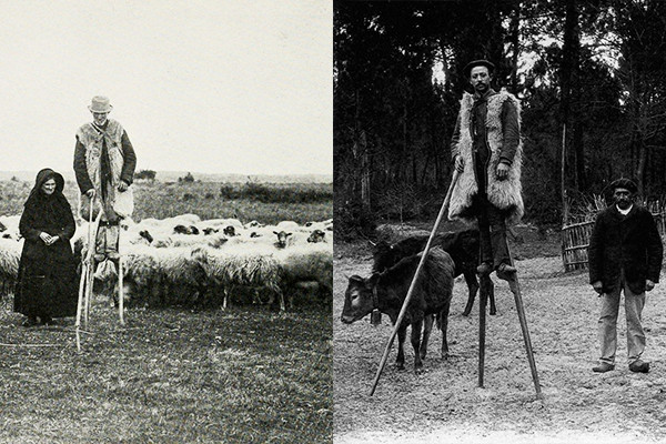 Bí ẩn những người chăn cừu đi cà kheo 'như thợ' ở khu rừng thông biển lớn nhất châu Âu