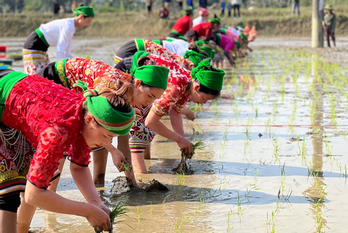 Xem đồng bào người Thái thi cấy lúa ở Nghệ An