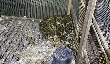 Man dies after python wraps itself around his neck