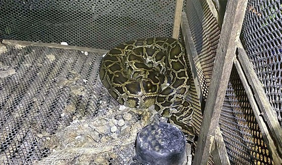 Man dies after python wraps itself around his neck ảnh 1