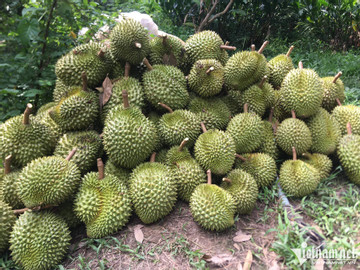 Vietnam’s durian becomes multi-billion-dollar fruit