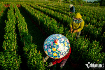 Hundreds of thousands of flower trees in HCM City ready for Tet