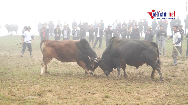 Lễ hội bò chận: Văn hoá độc đáo của người Mông tại Mường Lống