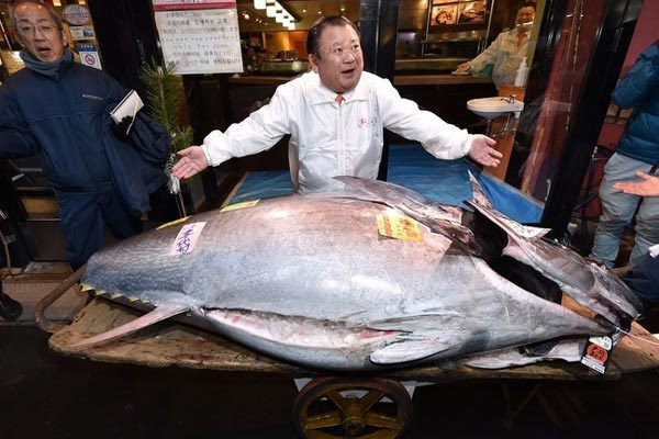 Mạnh tay chi hơn 41 tỷ đồng mua cá ngừ 