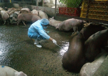 Phát hiện 130 con lợn dương tính với chất cấm trong chăn nuôi