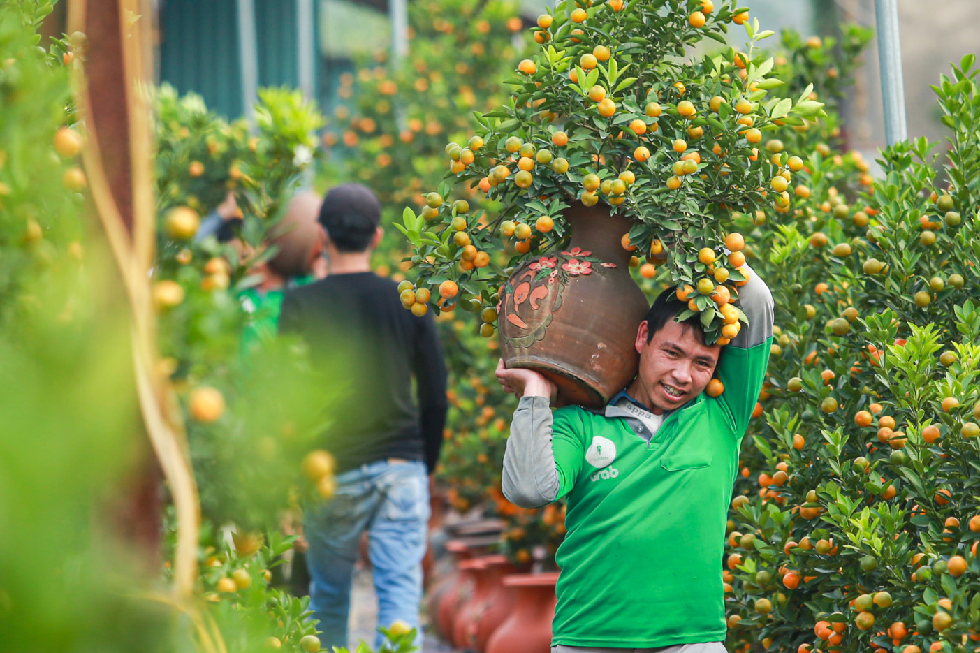 Làng nghề quất cảnh Tứ Liên vào vụ Tết