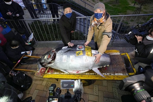 Cá ngừ vây xanh được bán đấu giá hơn 6 tỷ đồng ở Tokyo