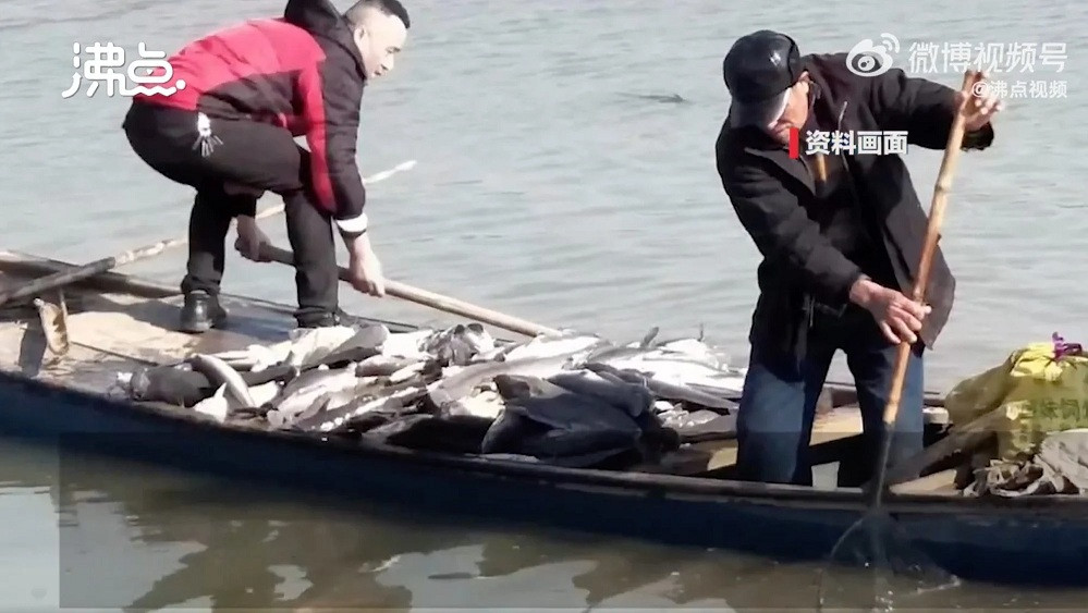 Bị kiện vì phóng sinh hơn 12 tấn cá xuống hồ để cầu may