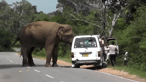 Ô tô bị voi rừng tấn công, hành khách hoảng hốt tháo chạy