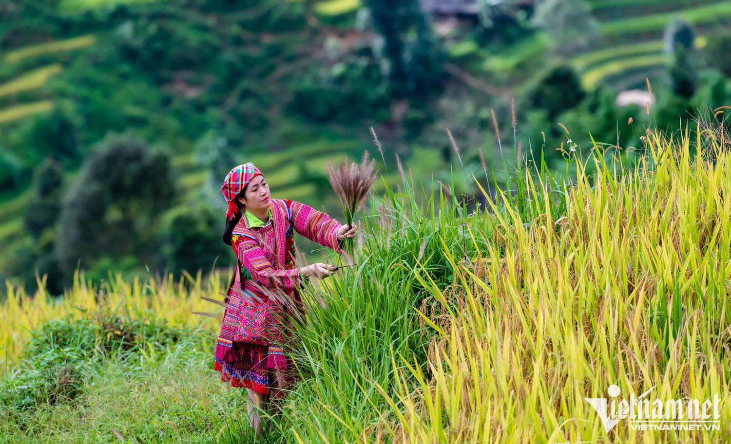 Du lịch nông nghiệp, nông thôn: Hướng đi mới sau đại dịch