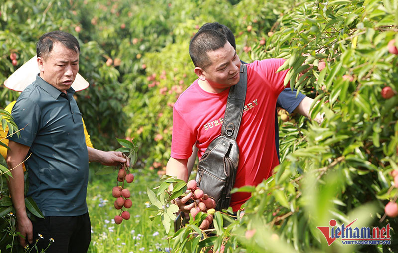 Nông thôn mới Bắc Giang: Khai thác thế mạnh du lịch nông nghiệp hưởng lợi kép