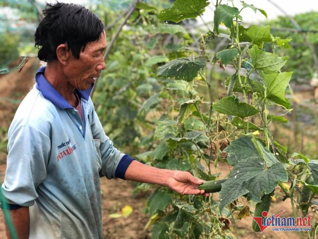Vùng trồng rau sạch lớn nhất Đà Nẵng thấp thỏm vụ rau Tết