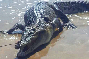 Cá sấu khổng lồ dài hơn 3 mét dạt vào bãi biển chật kín du khách