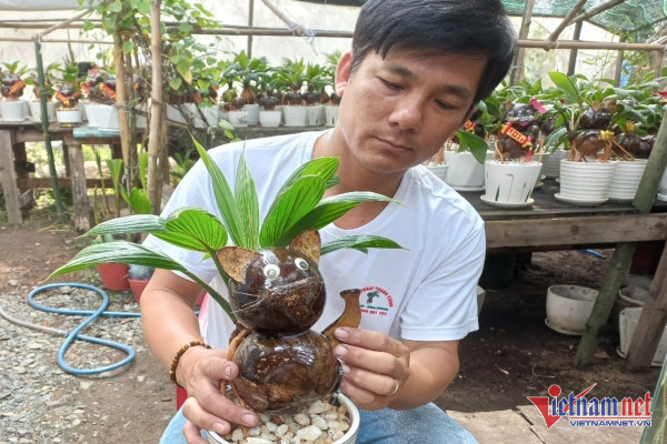 Biến dừa khô thành bonsai 12 con giáp, mở bán 3 ngày đã hết hàng