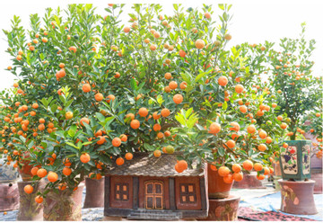 Ornamental trees, bonsai kumquats attract customers before Tet 2023