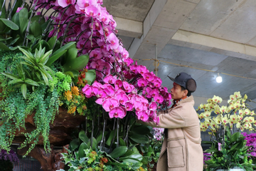 Đếm cành thu tiền, thợ cắm hoa lan kiếm 5-7 triệu đồng mỗi ngày