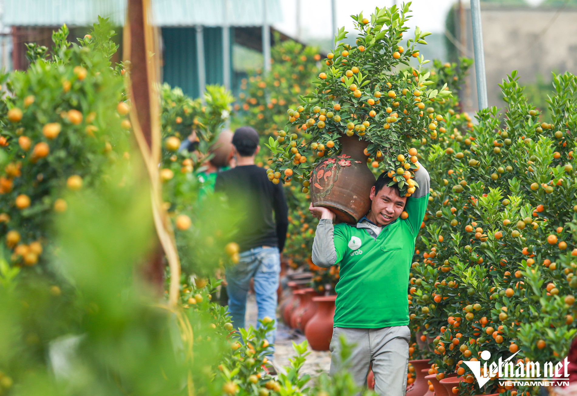 Tu Lien kumquat village enters Tet season