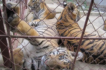 Vietnam looks for improved management of captive tigers