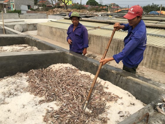 The traditional process of making fish sauce in Cat Hai fish sauce village in Hai Phong City (Photo: SGGP) ảnh 4