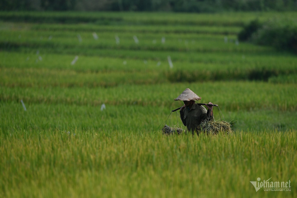 HCM City vows to retain agricultural land, prevent sales of land lots