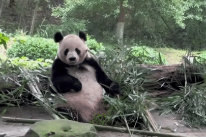 Khoảnh khắc gấu trúc tinh nghịch lè lưỡi trêu đùa khiến nhóm du khách thích thú