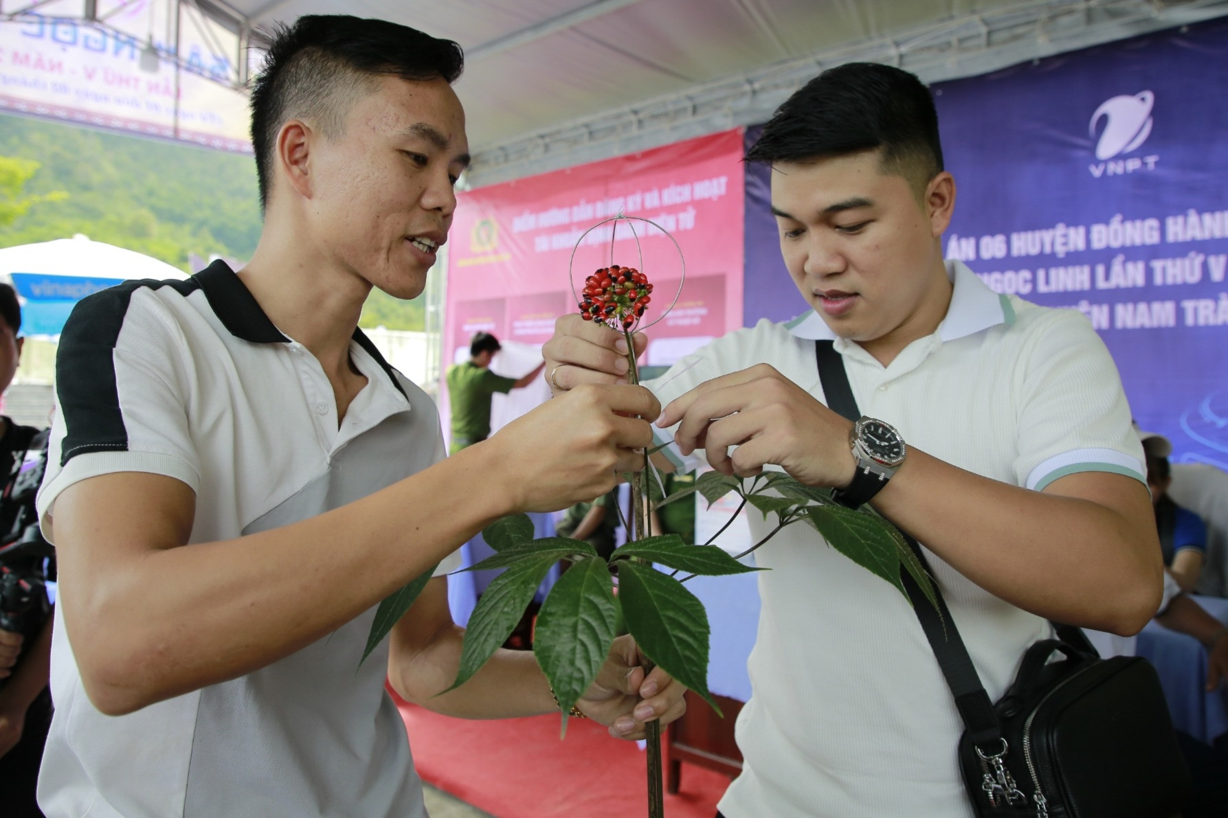 Quảng Nam phát triển Sâm Ngọc Linh thành ngành kinh tế mũi nhọn
