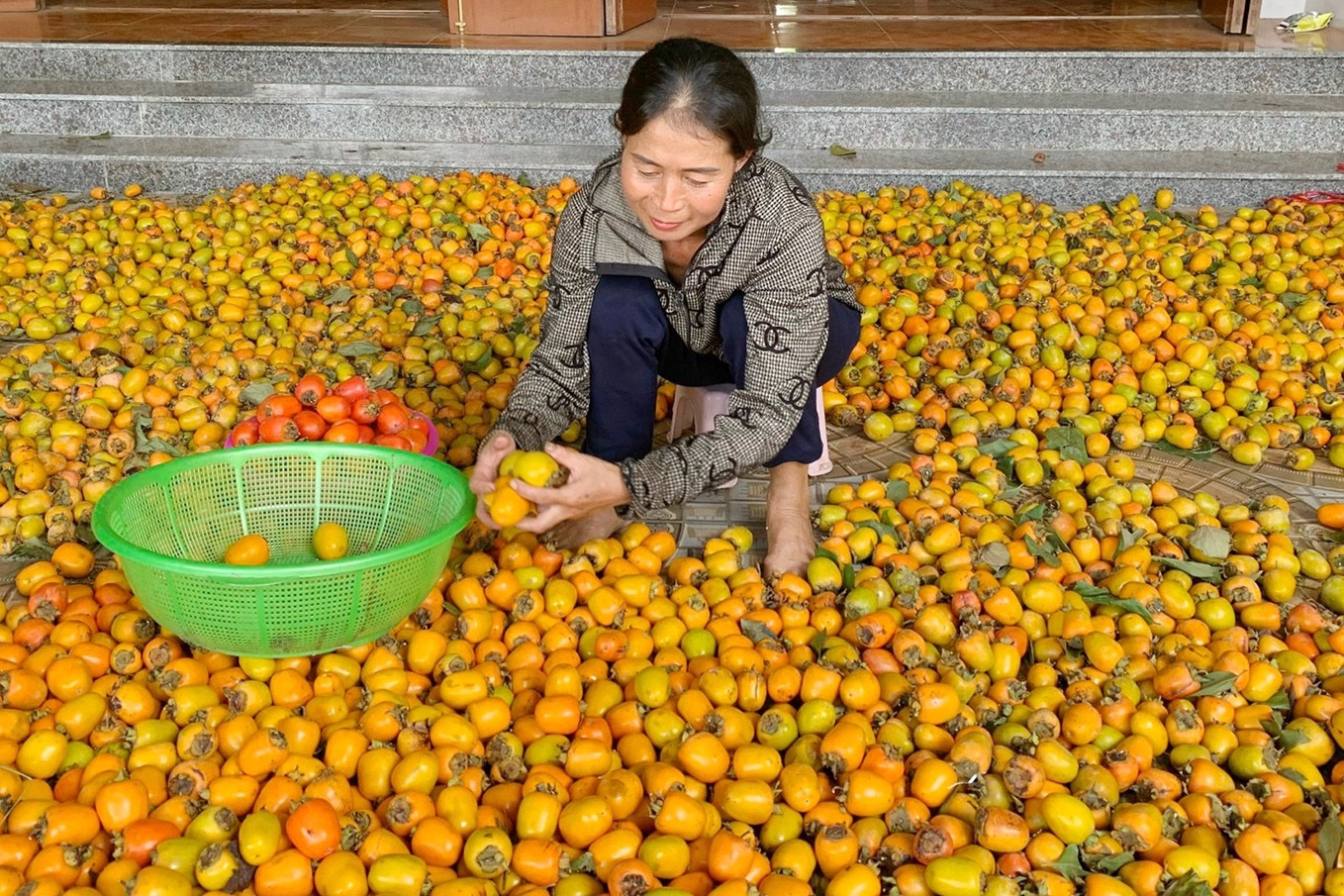 Thủ phủ hồng trăm tuổi xứ Nghệ mất mùa, được giá