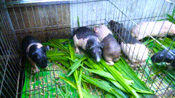 Độc lạ thú chơi 'hà mã' mini ở TP.HCM