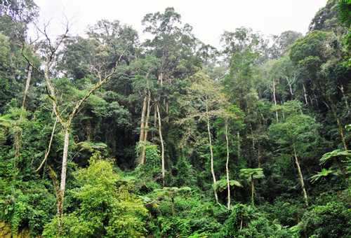 Lào Cai quản chặt diện tích rừng tự nhiên hiện có cho mục tiêu phát triển bền vững