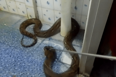 Người phụ nữ bàng hoàng phát hiện trăn 'khủng' ẩn nấp trong nhà tắm