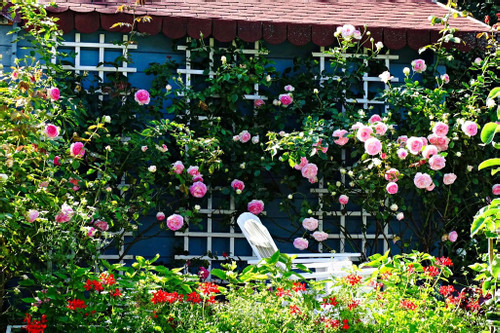 Gia đình Việt tại Đức biến nhà vườn 750m2 thành 'resort hoa hồng' ngàn người mê