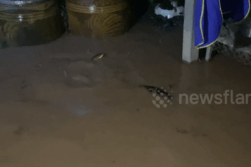 Kinh hãi cảnh trăn 'khủng' bơi tung tăng trong khu nhà ở ngập nước