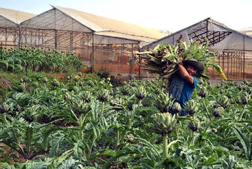 Lâm Đồng: Phát triển cây dược liệu thành ngành sản xuất hàng hóa ứng dụng công nghệ cao