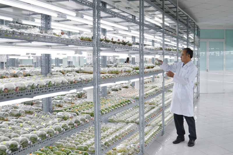 HCM City to develop advanced technology for agricultural production