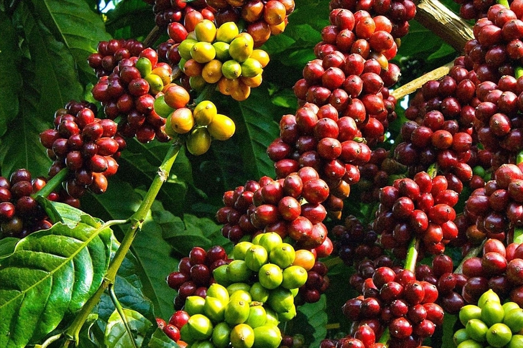 Lâm Đồng xúc tiến quảng bá thương mai, đầu tư tại Anh