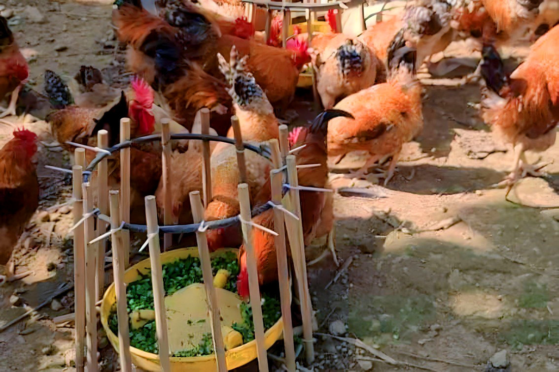 Raising fowl with petelot and medicinal herbs, man earns big money
