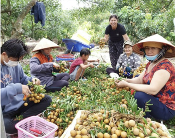 Nhãn xuồng đã trở thành cây trồng chủ lực của người dân xã Lộc An