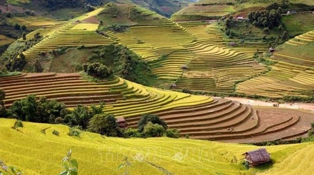 Northwestern provinces look to turn terraced fields into cultural assets hinh anh 1