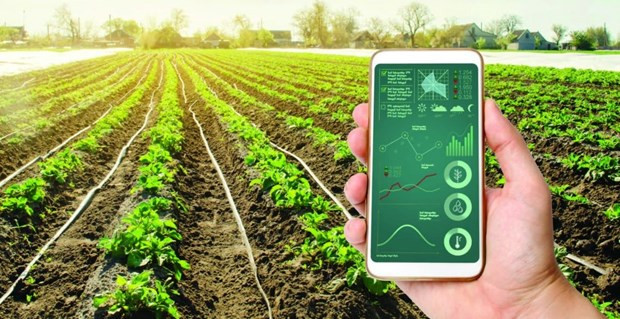 Efforts made to promote digital transformation in agriculture hinh anh 1