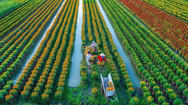 Development strategy of rural occupations and economic development approved hinh anh 1