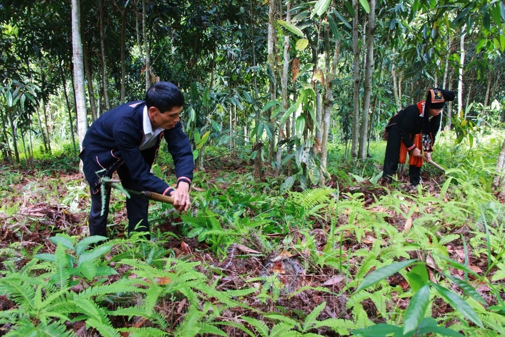 Giải pháp hỗ trợ đồng bào dân tộc thiểu số phát triển kinh tế dưới tán rừng