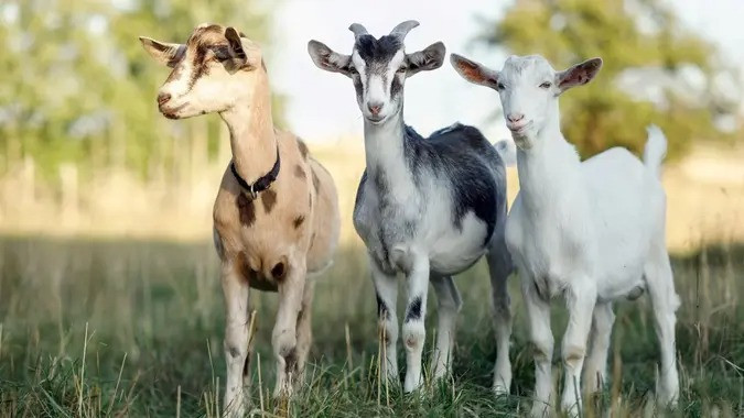 goats istock 1357867624.jpg
