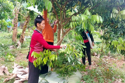 Phụ nữ dân tộc thiểu số Điện Biên phát triển mô hình kinh tế gia đình