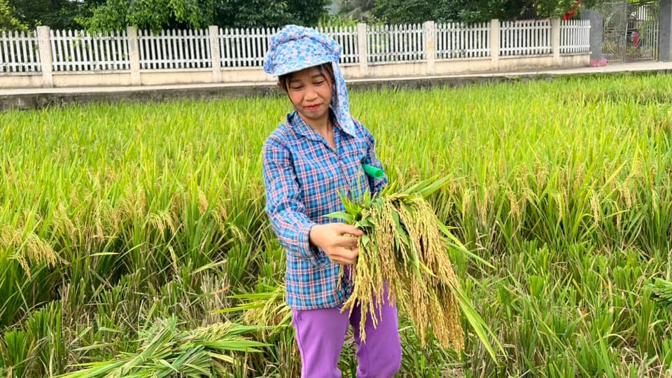 Diabetes-preventive, salt-tolerant rice varieties introduced at IRC 2023