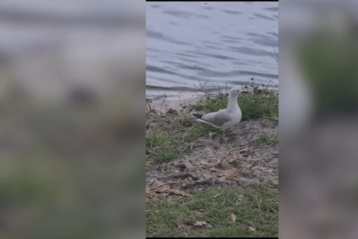 Khoảnh khắc chim hải âu bất ngờ bị trăn &apos;đánh gục&apos; từ phía sau